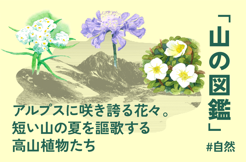 山の図鑑