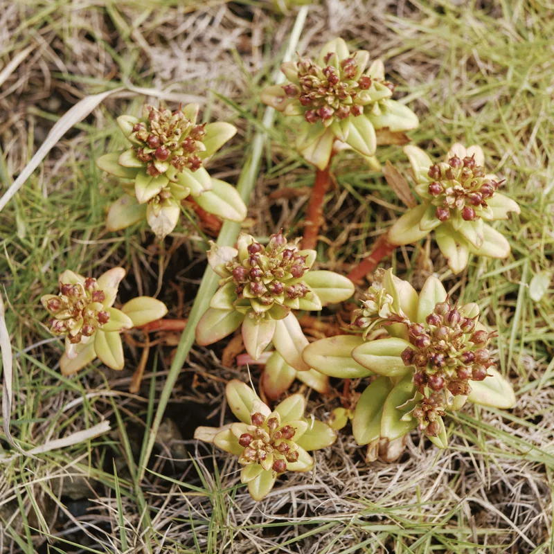 トレイル沿いの植物