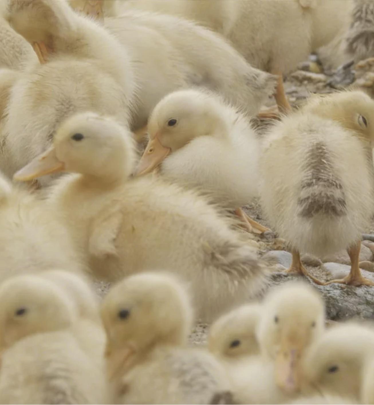 Close-up of a group of free-roaming ducks. 