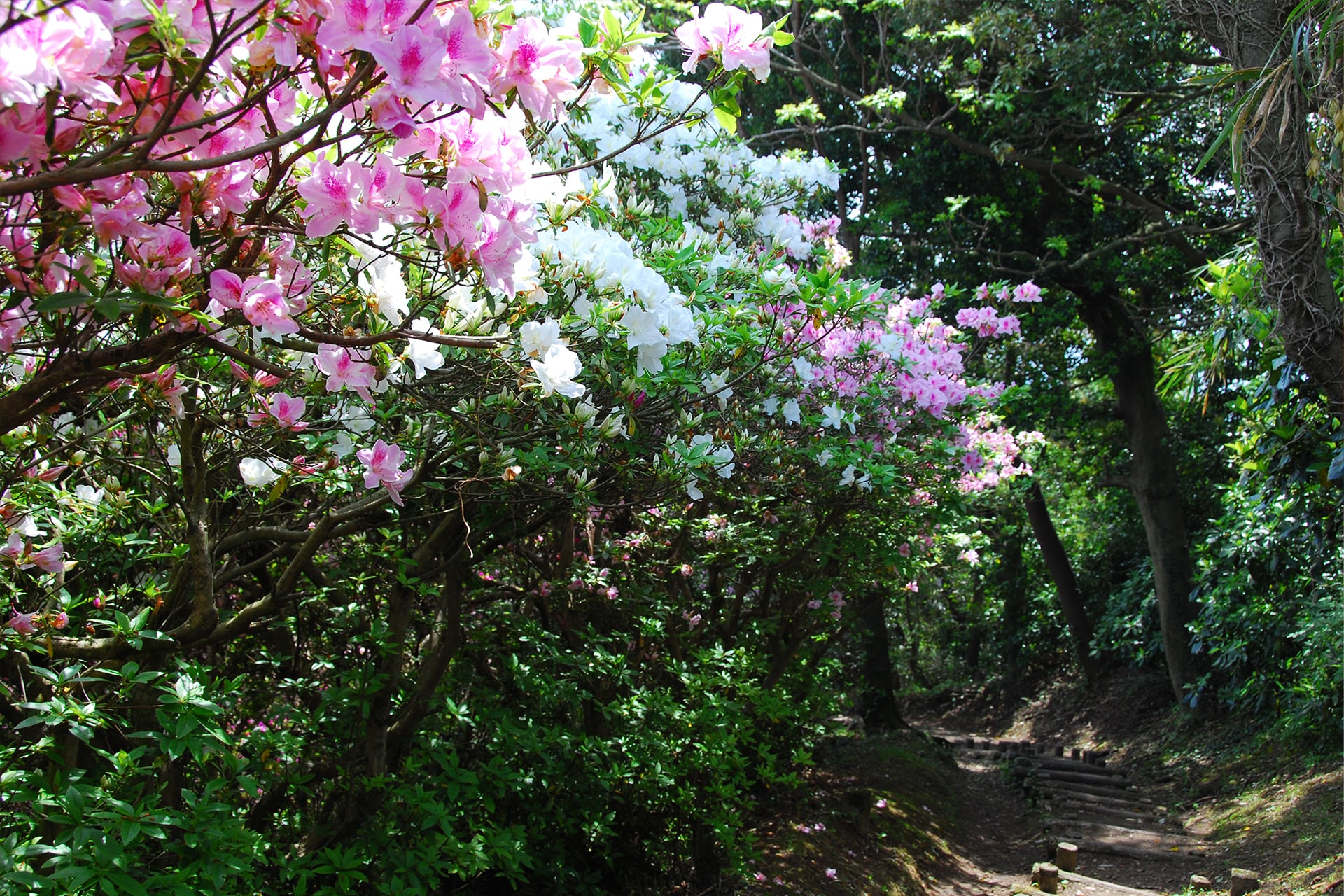 子どもと一緒に登山デビュー！初心者におすすめのハイキングコース特集