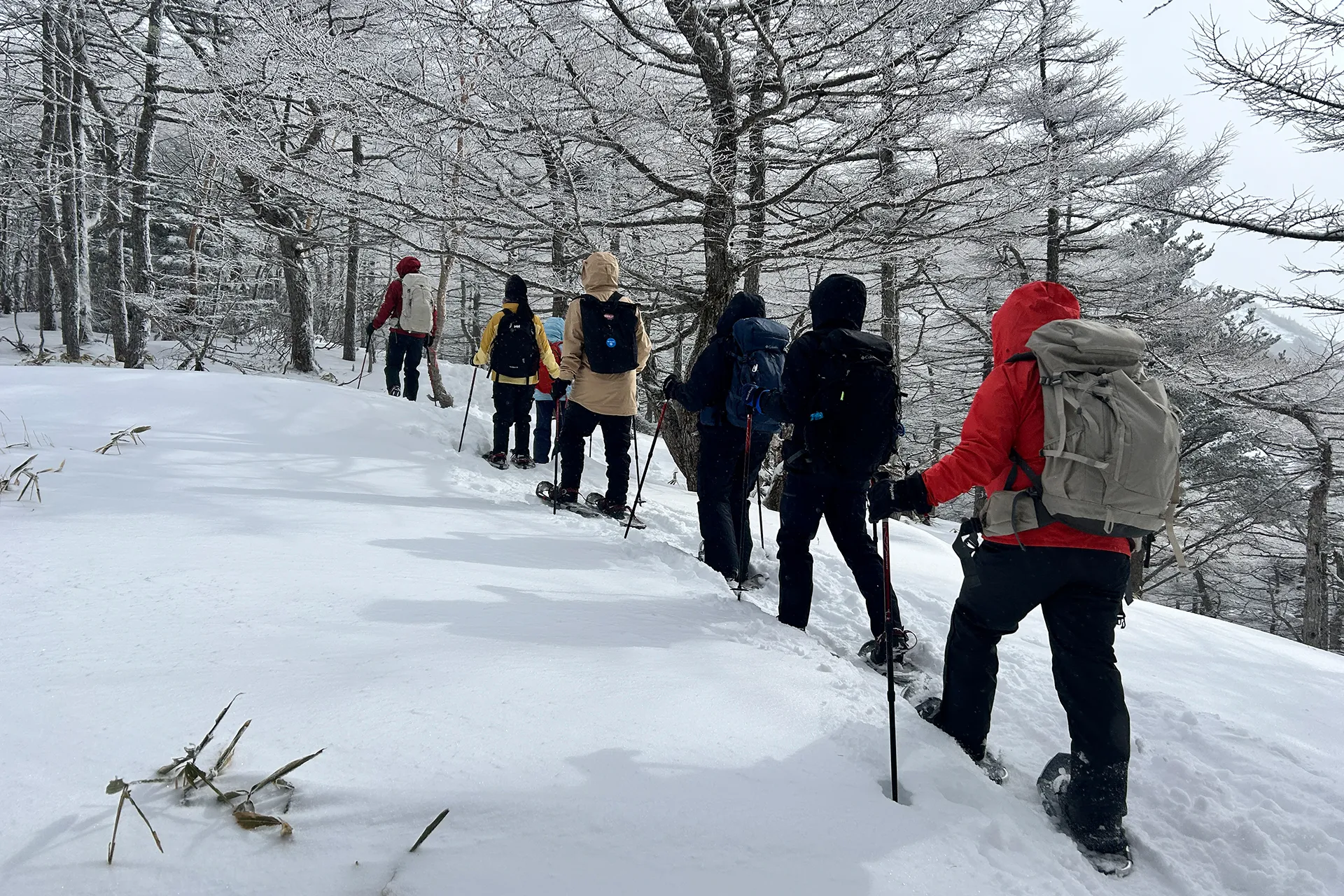 登山学校レポート│雪に覆われた森を歩く、高峰高原スノーシュートレッキング