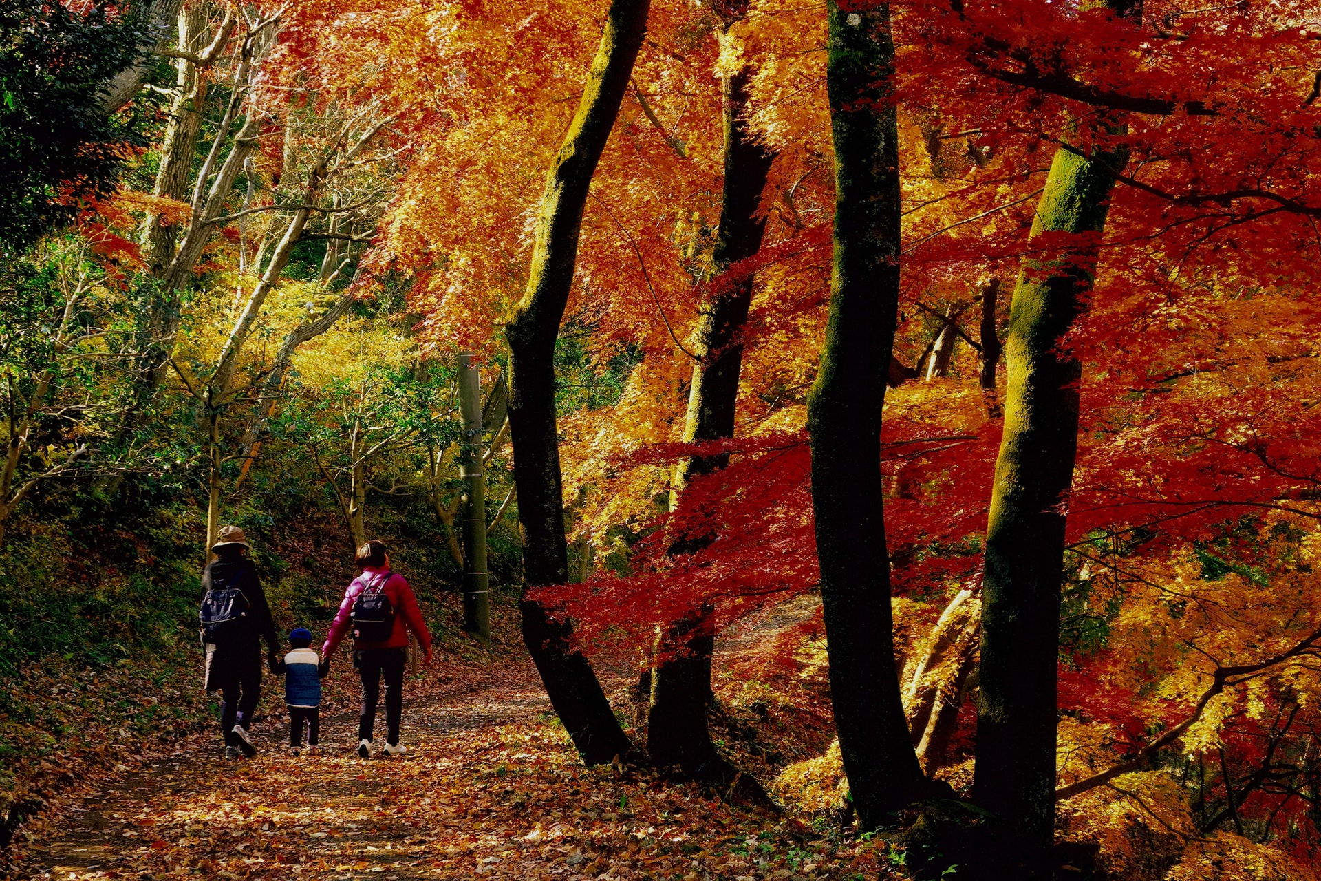 弘法山の紅葉