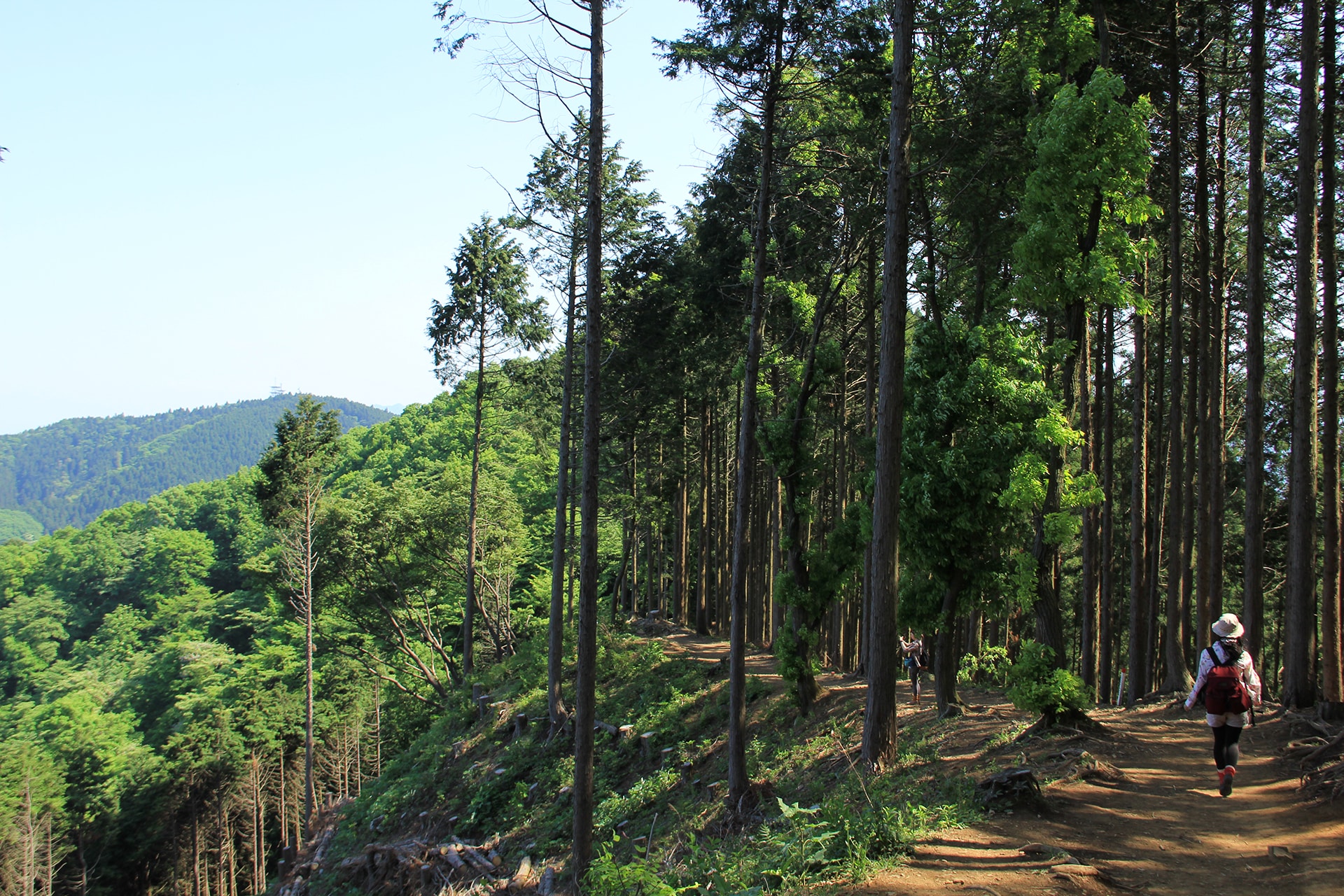 秋の紅葉シーズンに最適！ 高尾山のおすすめ登山＆トレッキングコース
